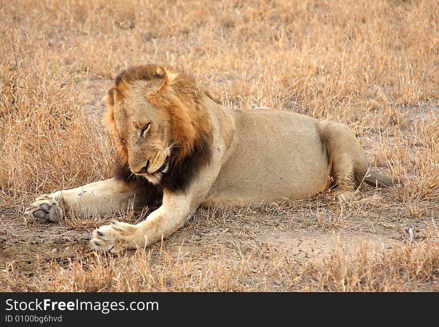 Lion in Sabi Sands