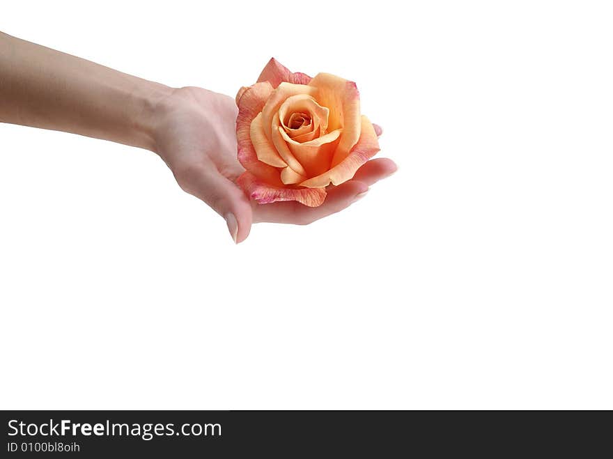 Orange flower kept in a hand isolated on the white background