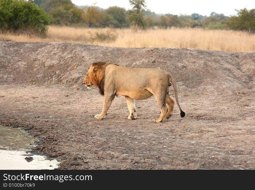 Lion in Sabi Sands Reserve, South Africa