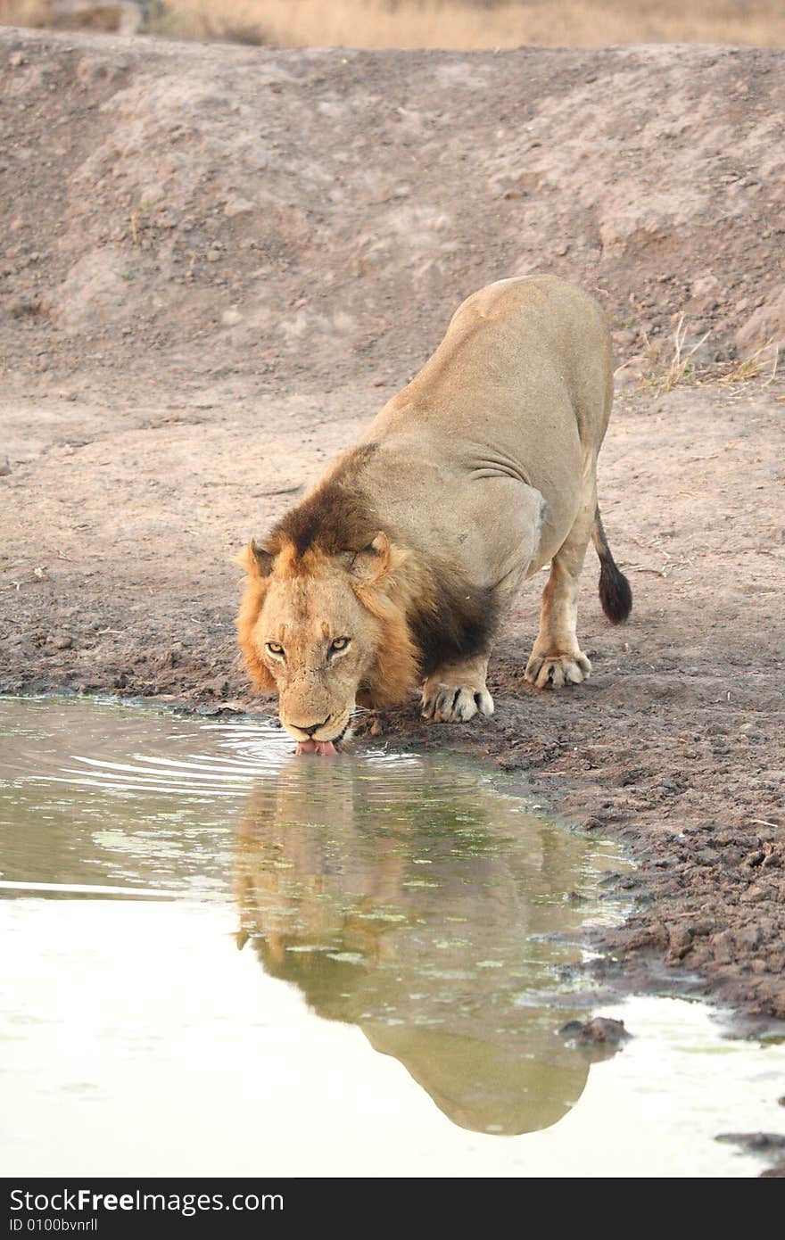 Lion In Sabi Sands