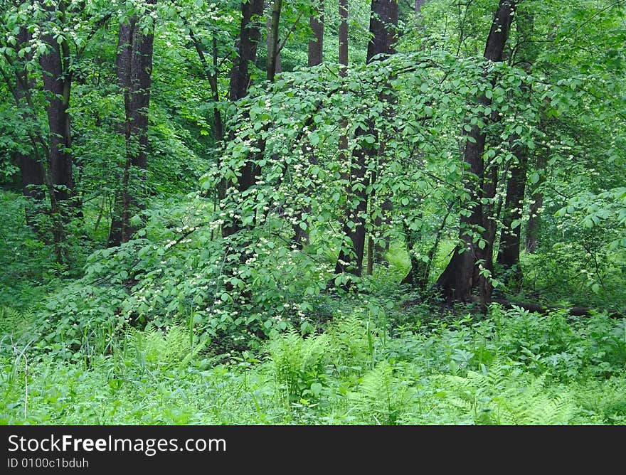 Forest landscape in the spring. Green background.