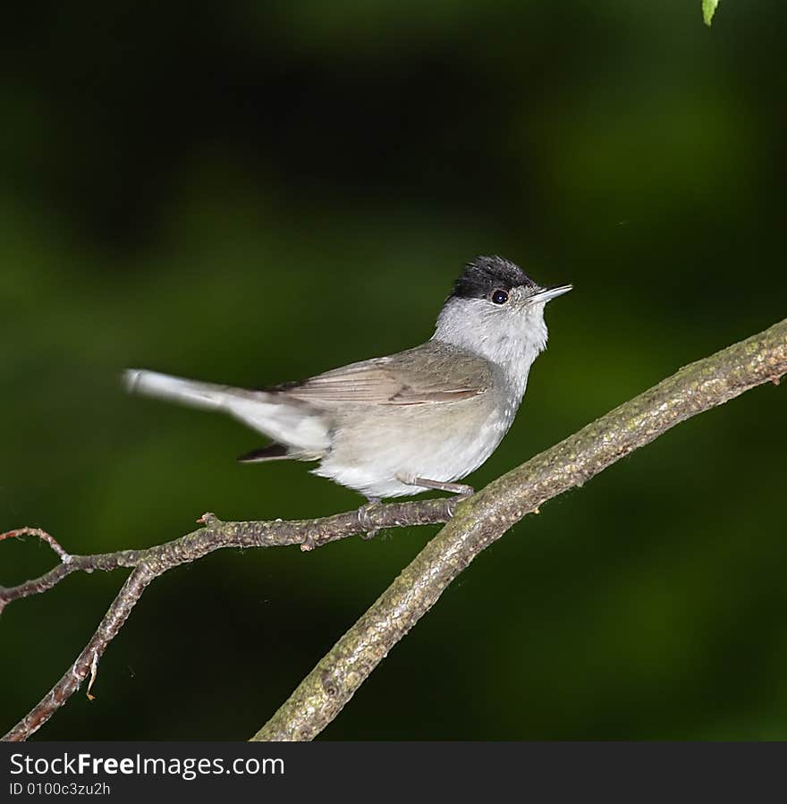 Grey little bird at the branch over the dark background