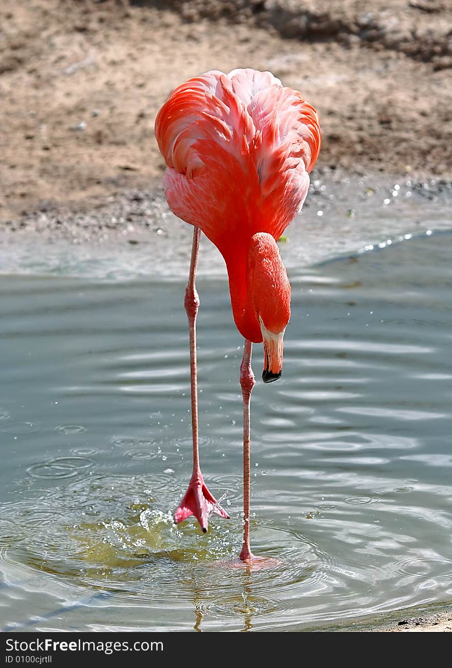 Pink flamingo