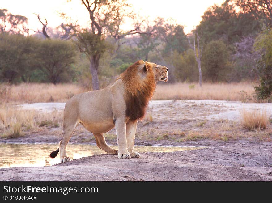 Lion in Sabi Sands Reserve, South Africa