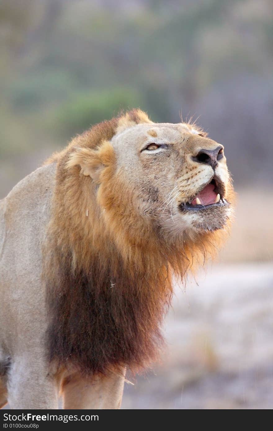 Lion in Sabi Sands