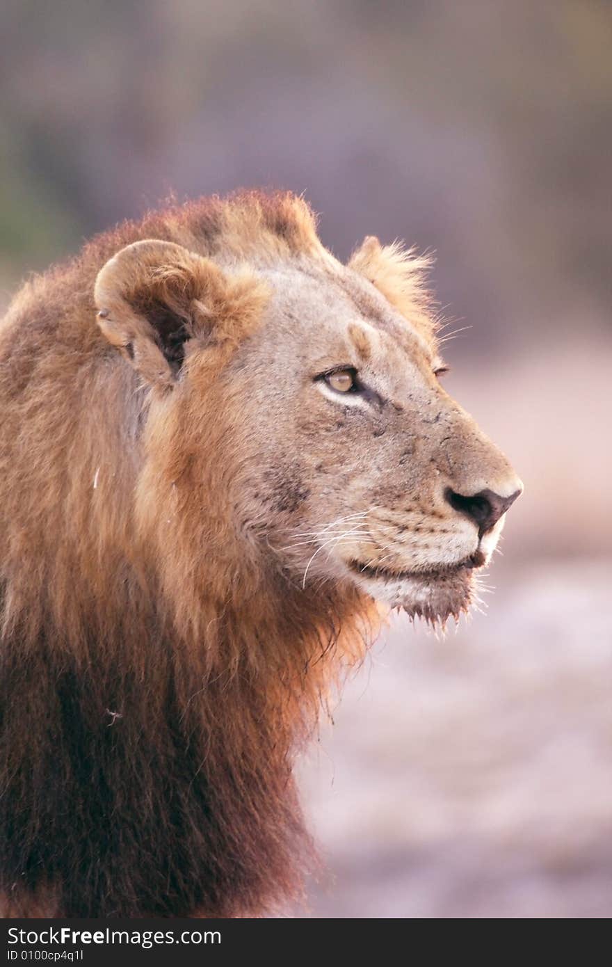 Lion in Sabi Sands Reserve, South Africa