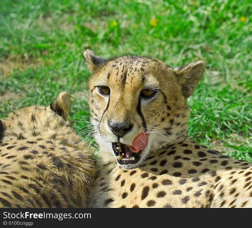 Cheetah over the grass background