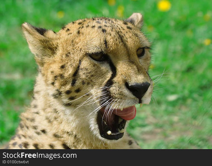 Cheetah over the green grass background. Cheetah over the green grass background