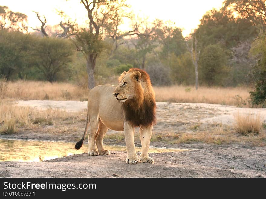 Lion in Sabi Sands Reserve, South Africa