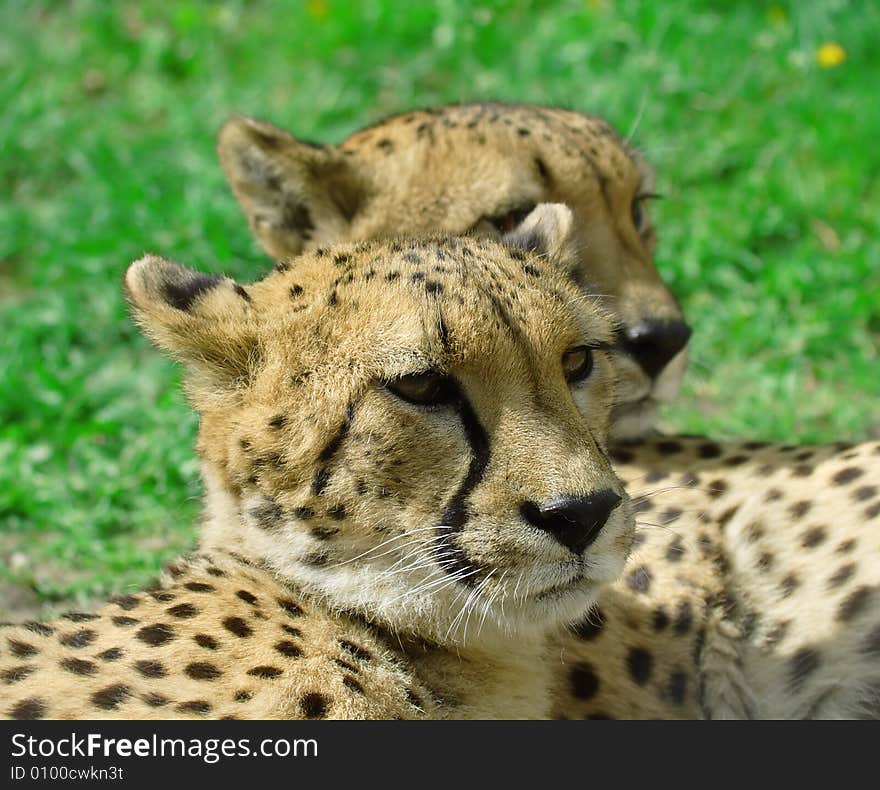 Cheetah over the green grass background. Cheetah over the green grass background