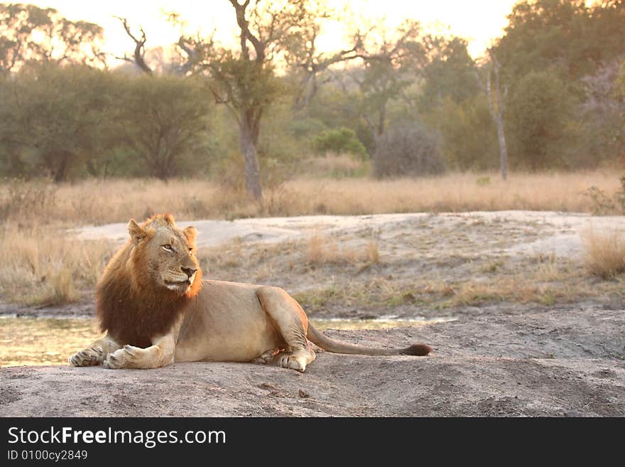 Lion in Sabi Sands Reserve, South Africa