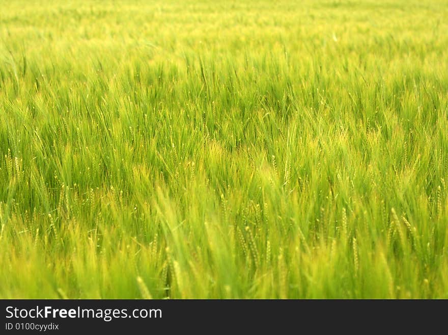 Green background of corn