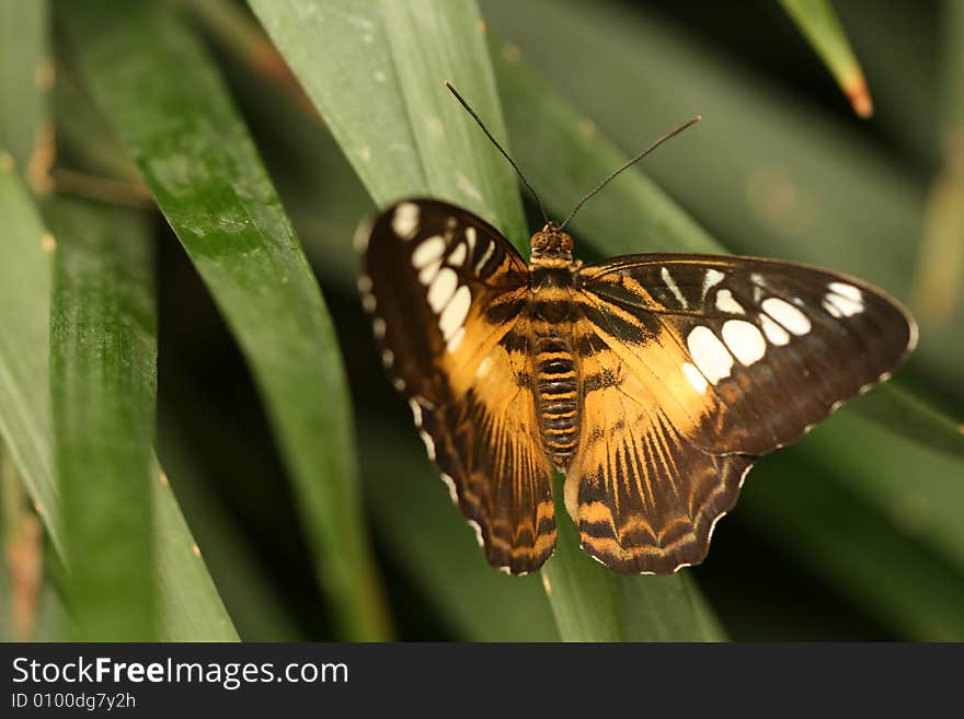 Closeup of beautiful tropical butterfly