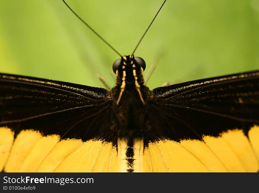 Tropical Butterfly With Antennae