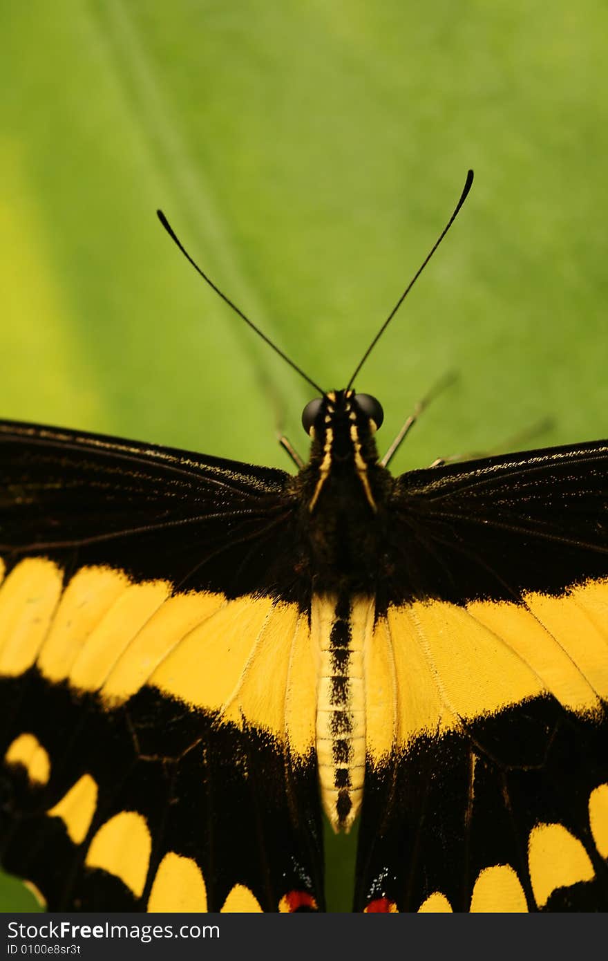 Tropical Butterfly With Antennae