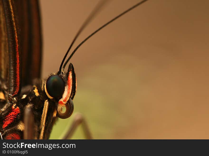 Butterfly head with antennae