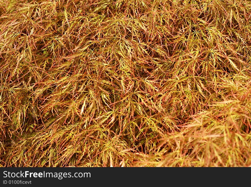 Texture Of Orange Leaves