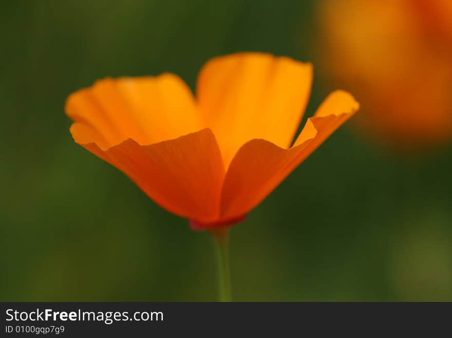 Closeup of beautiful orange poppy