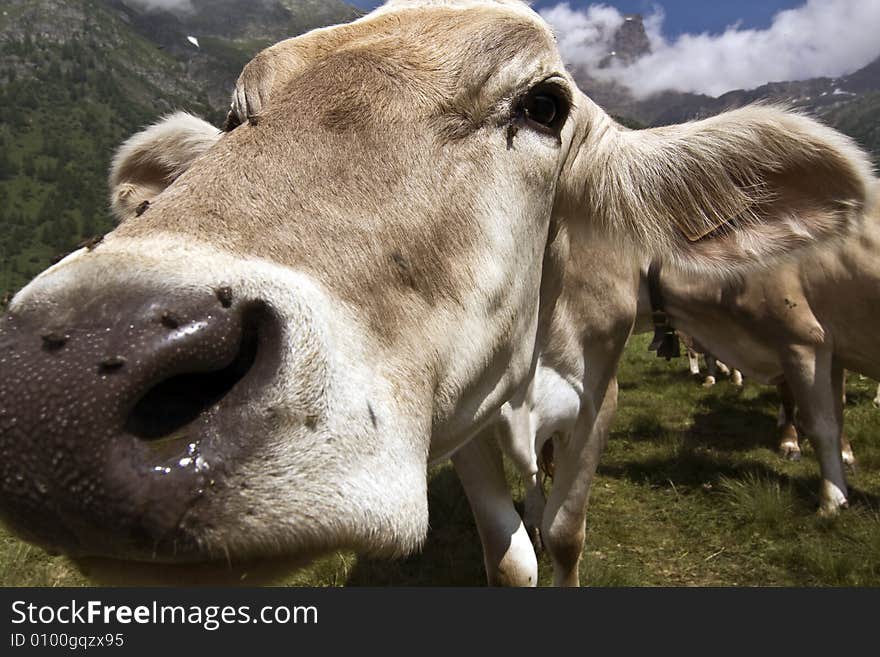 Cows grazed in a meadow of mountain