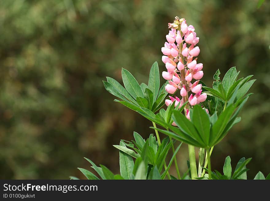 Closeup of beautiful pink lupine