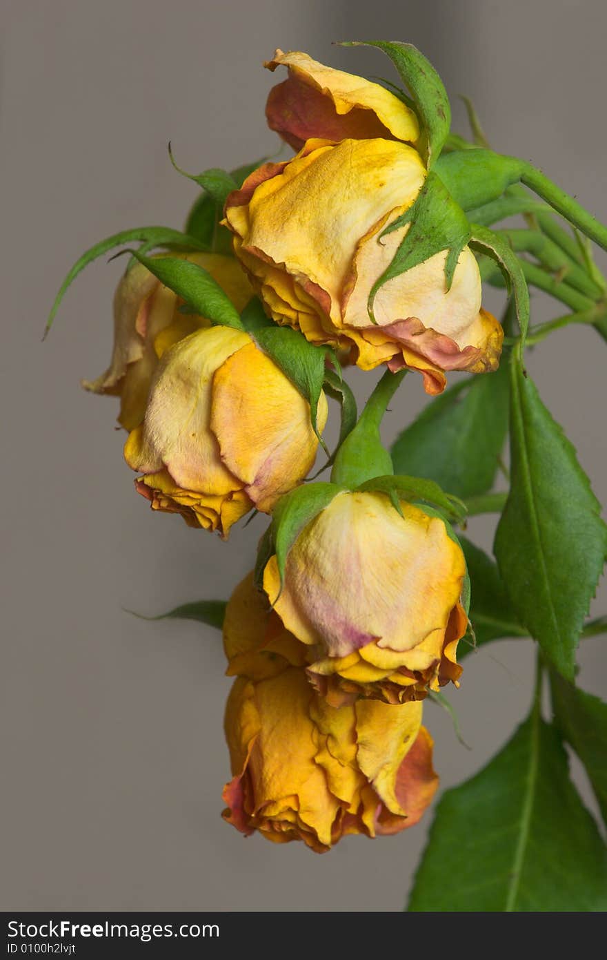 Branch of dried up orange roses on gray background. Branch of dried up orange roses on gray background