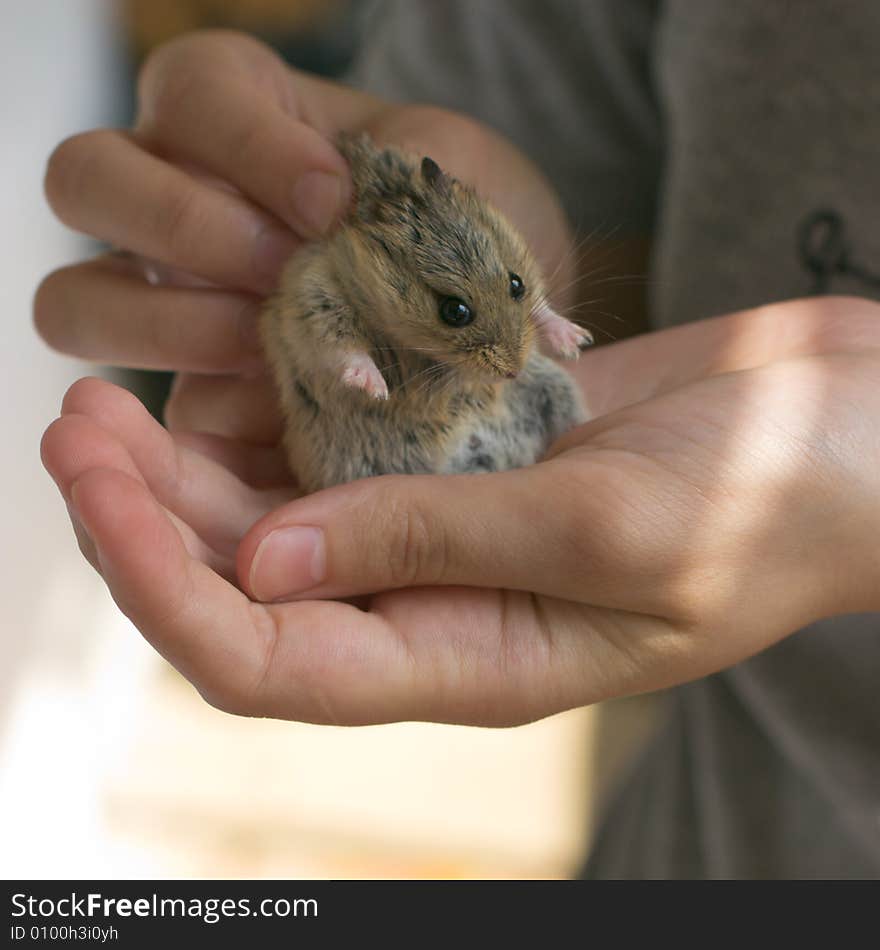 Campbell s dwarf hamster in hands