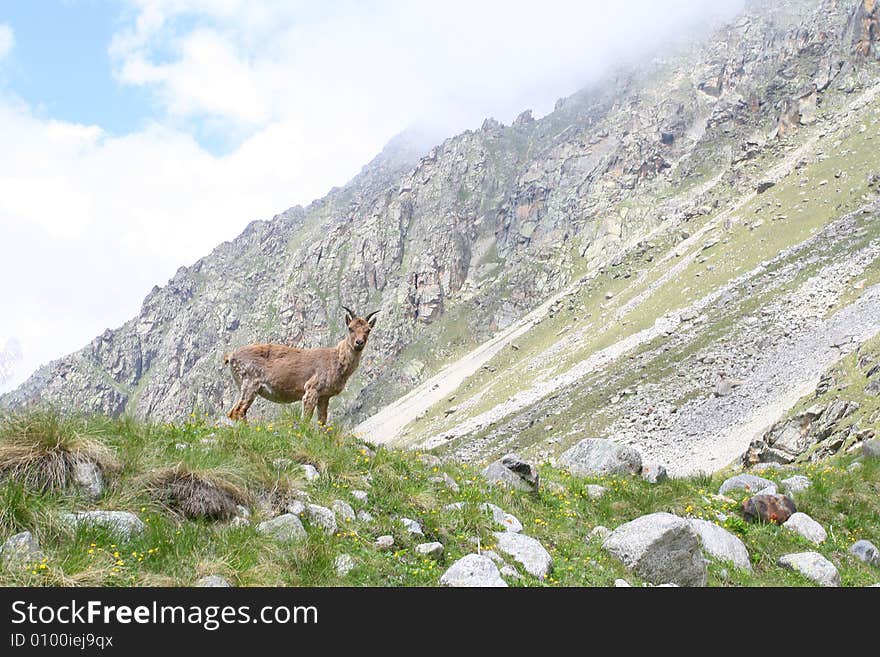 Caucasus mountain, snow top, bezengi, mountain goat