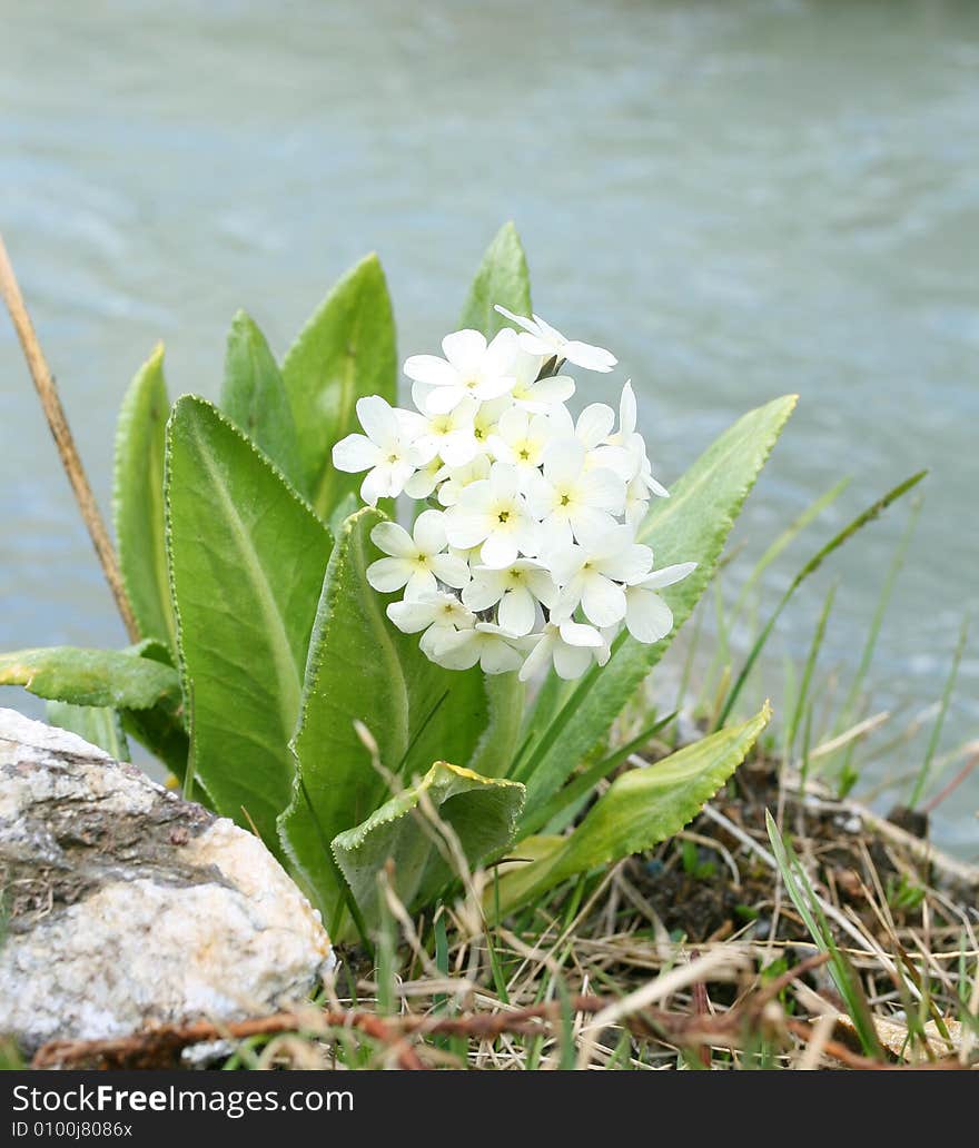 Wild flowers with green background