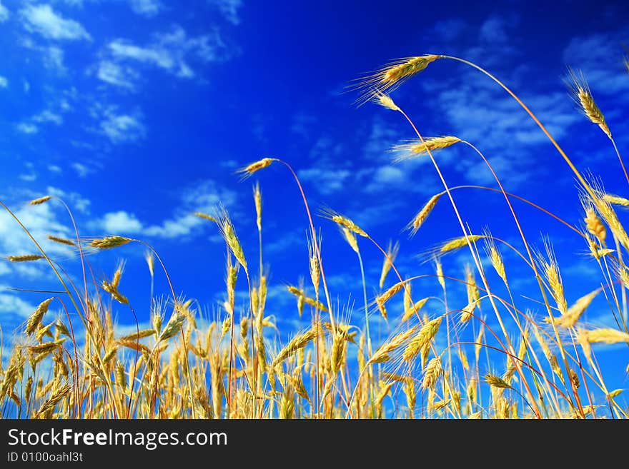 An image of a golden field under blue sky with white clouds. An image of a golden field under blue sky with white clouds