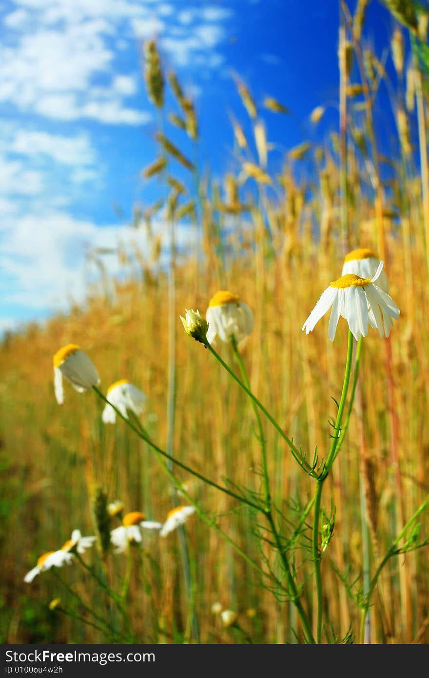 An image of field with white daisy