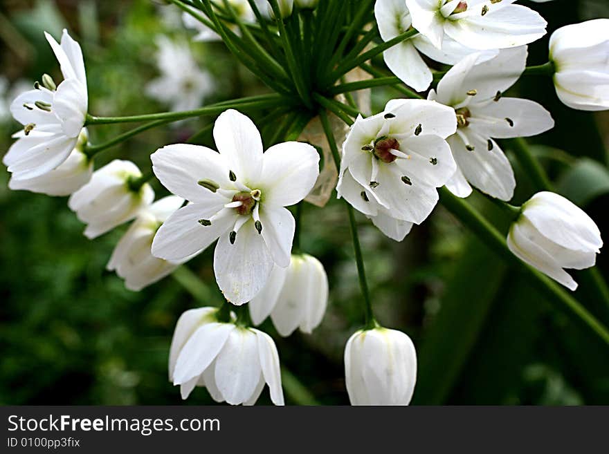 White flower