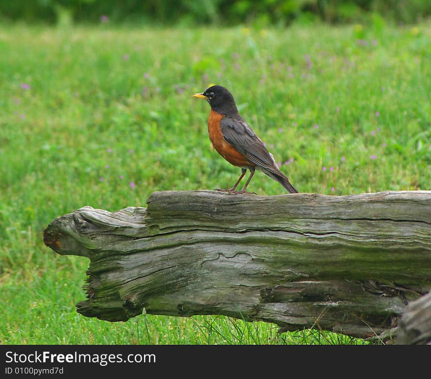 Robin stand on a log t the Meadowland