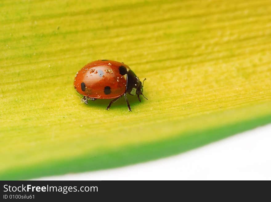 Ladybug Walking On A Leaf