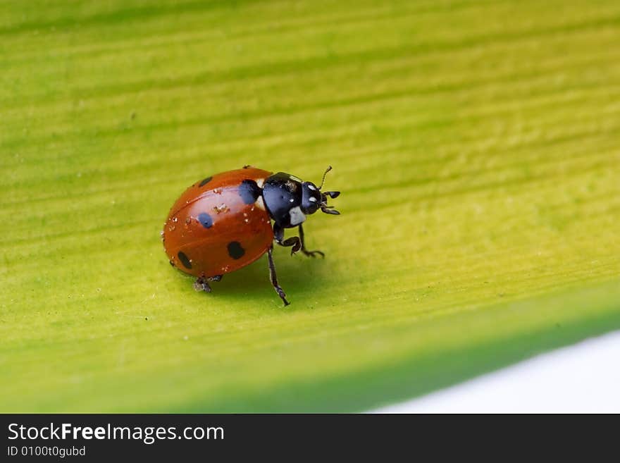 Ladybug walking on a leaf