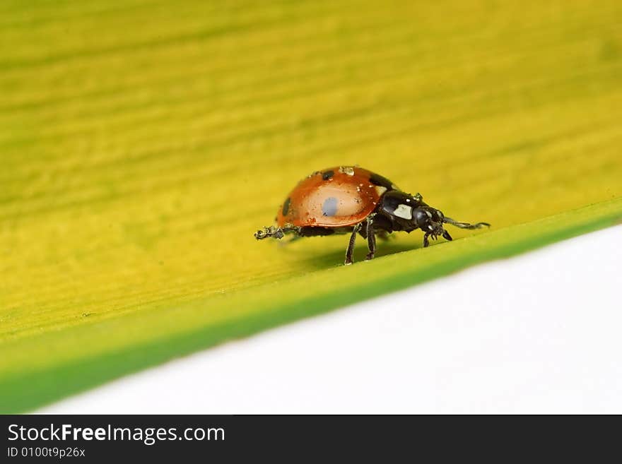 Ladybug walking on a leaf