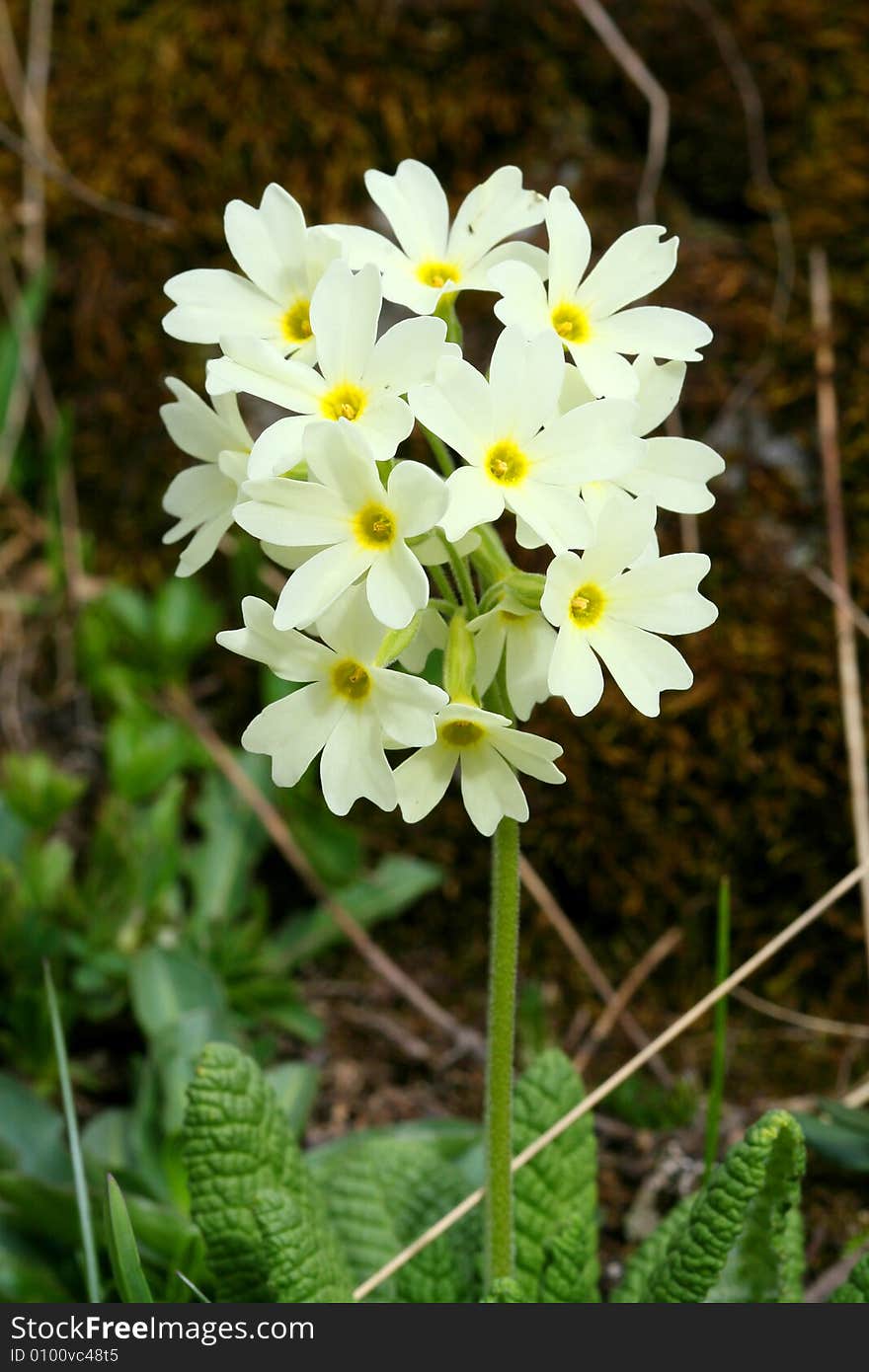 Flowers are in mountains, Caucasus mountain, snow top, bezengi