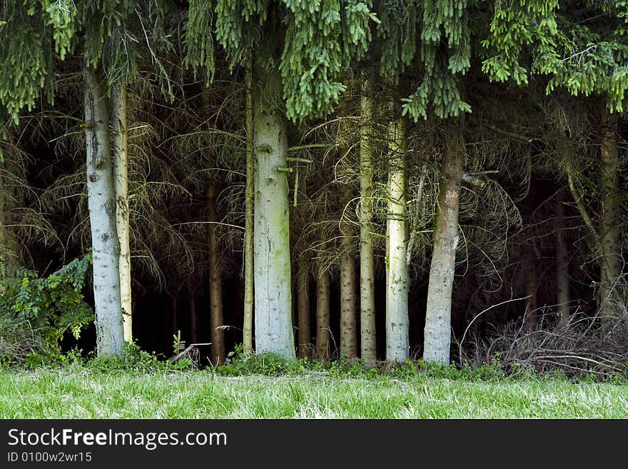 Forest Trees