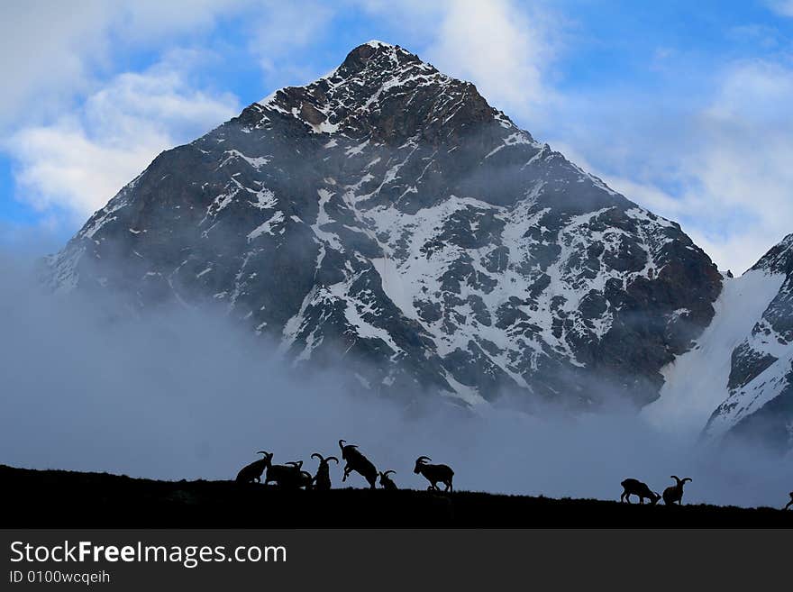 Caucasus mountain, mountain goat, bezengi