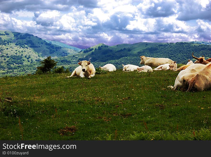 Some  white cows  in mountain landscape