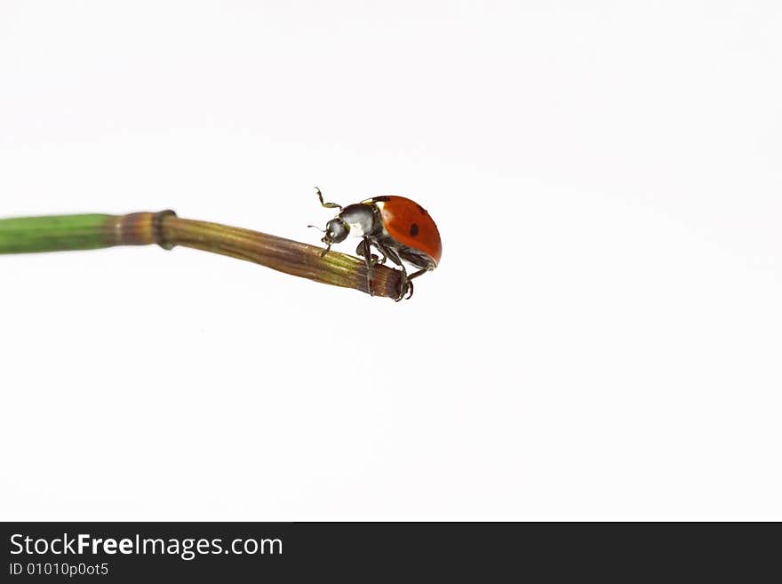 Ladybug walking on a leaf - white background