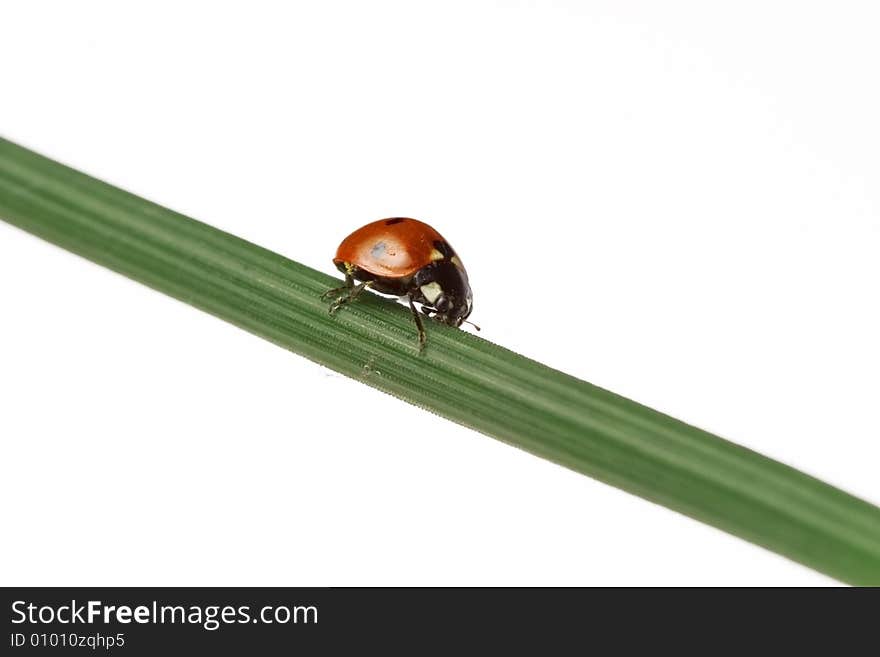 Ladybug walking on a leaf - white background