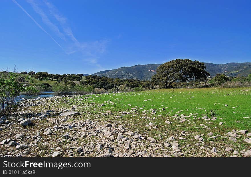 View of a tree in sardinia.