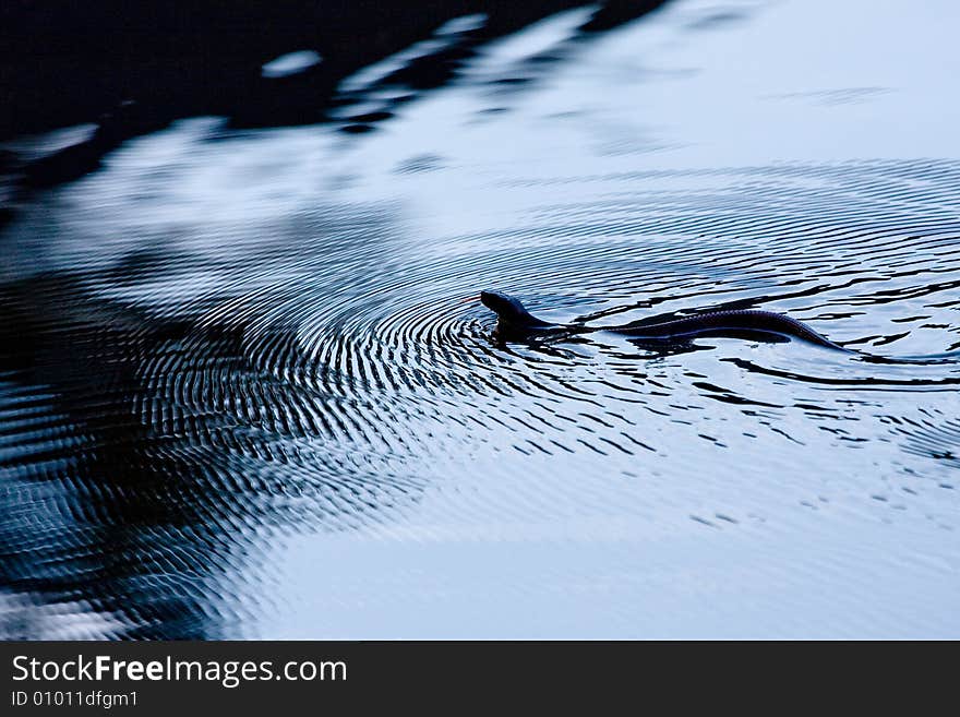 Copperhead Ripples