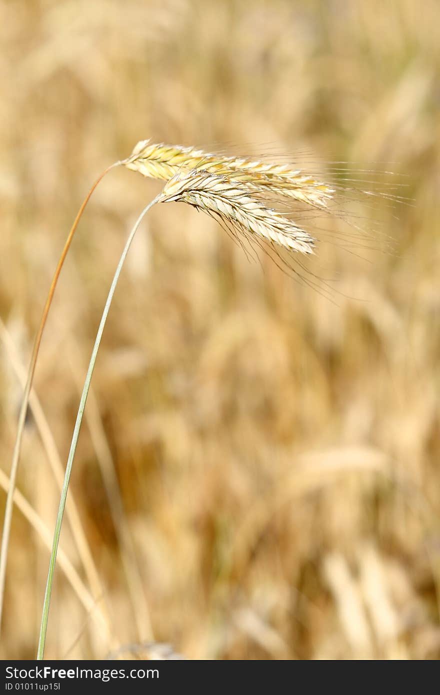 Golden Wheat Field