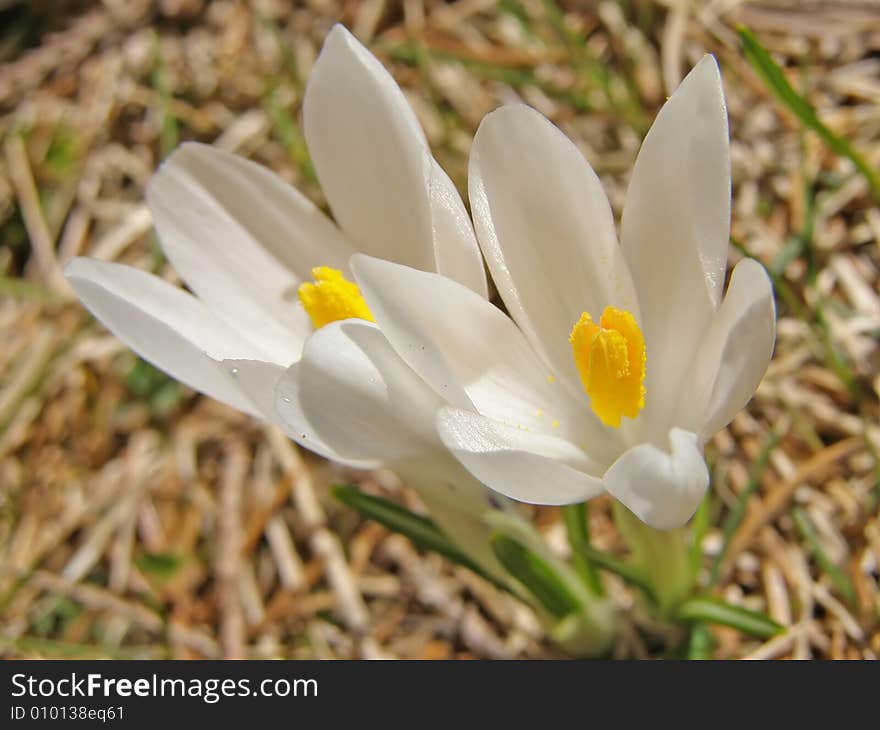 Couple of white crocus flowers in the forest at spring. Couple of white crocus flowers in the forest at spring