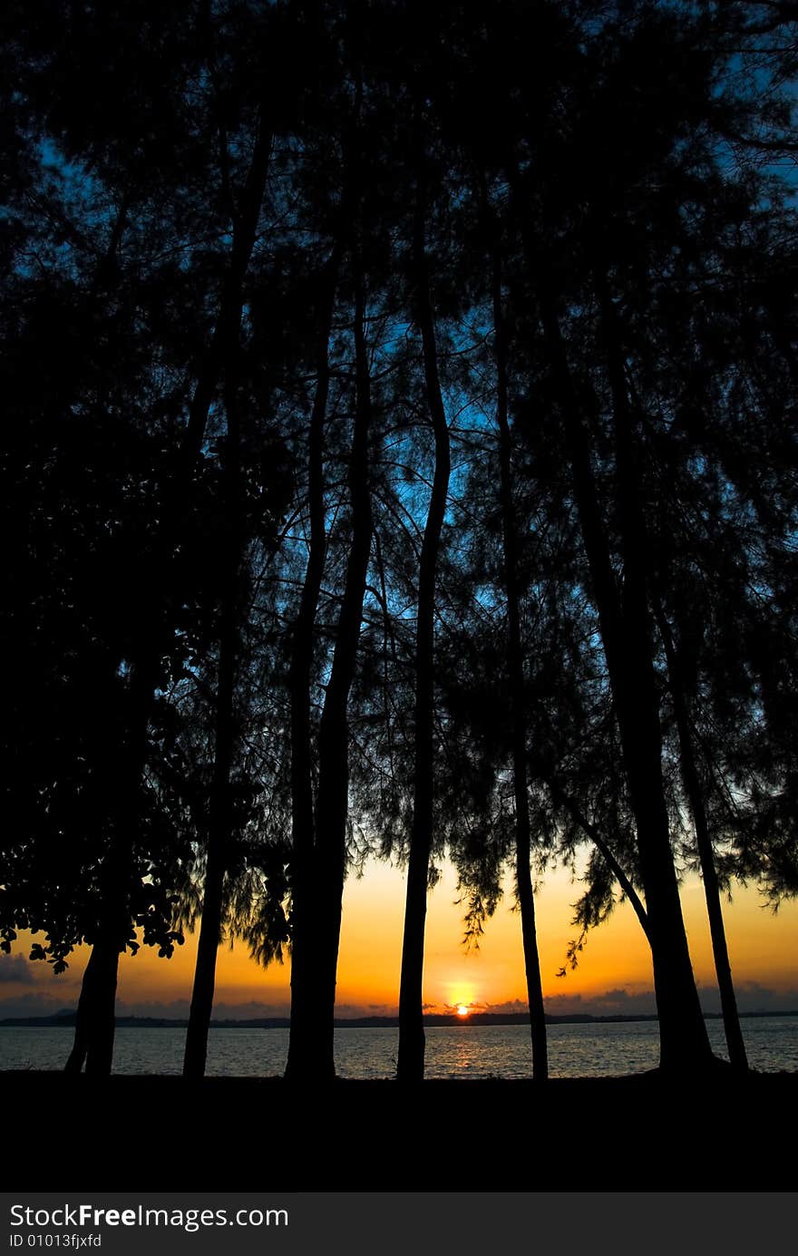 Rising sun seen between the tall trees on a beach. Rising sun seen between the tall trees on a beach