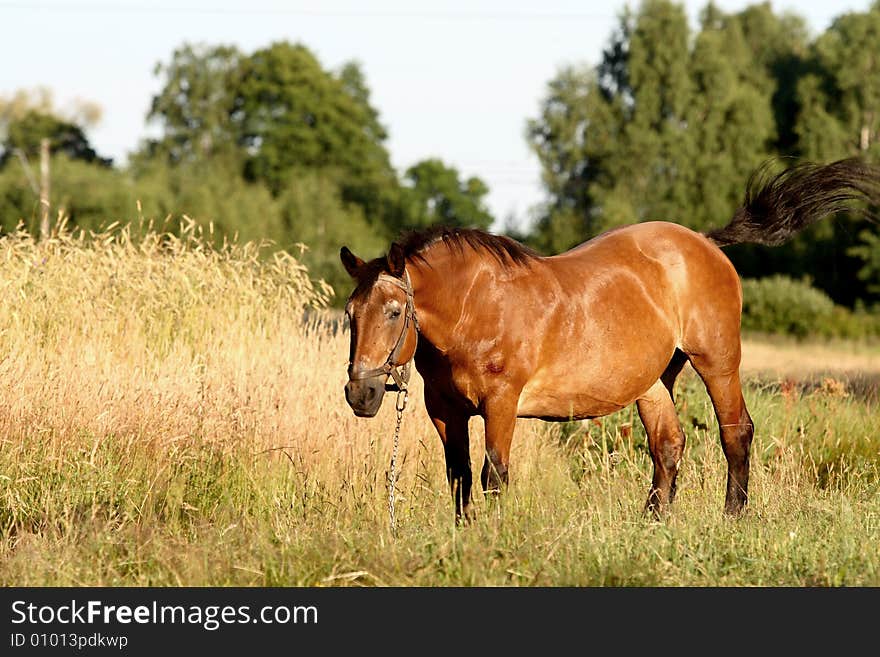 Village scene - big brown horse. Village scene - big brown horse