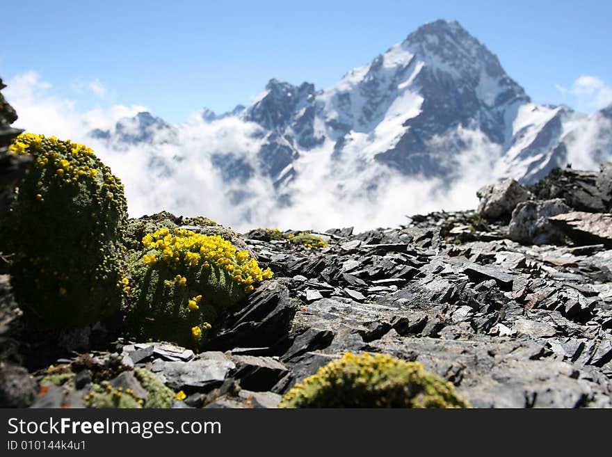 Flowers are in mountains, Caucasus mountain, snow top, bezengi