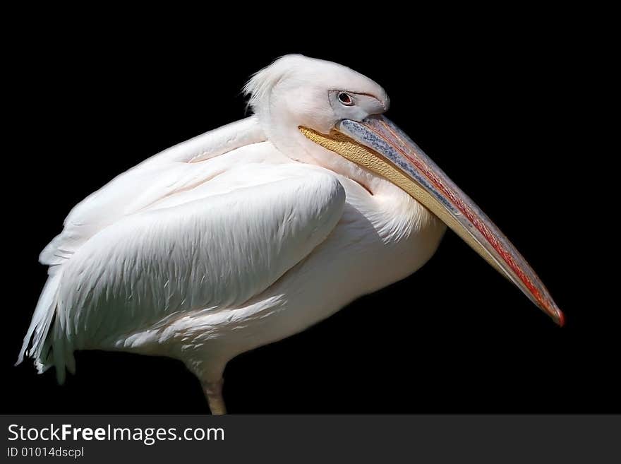 Pelican