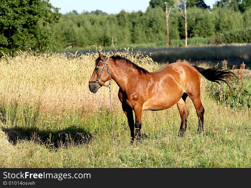 Village scene - big brown horse. Village scene - big brown horse